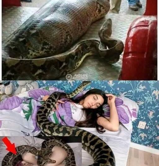 Woman slept with her python every night until the vet showed her a surprising ultrasound